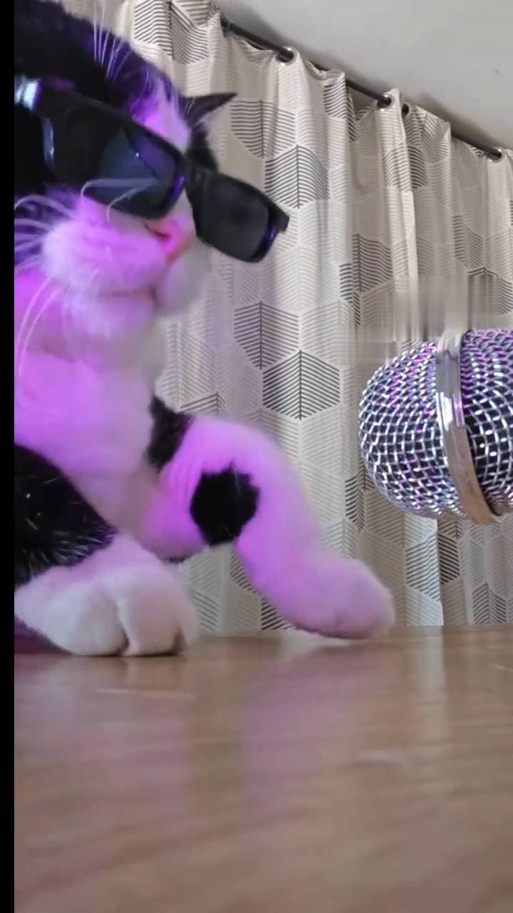 Poster for Rock and roll kitten