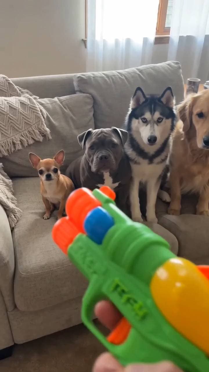 Poster for Dog gets hit and its reaction is hilarious