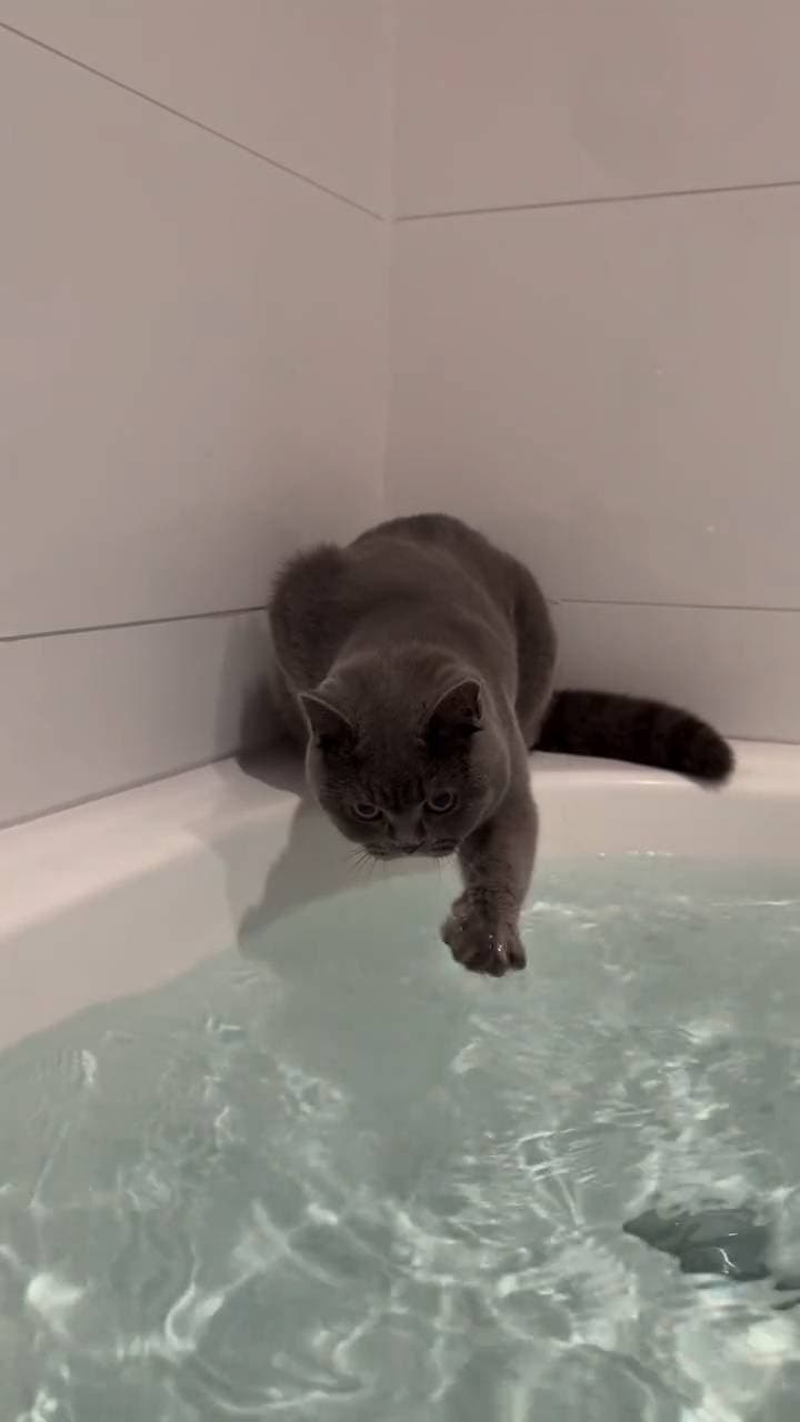 Poster for A little cat surfing on water.