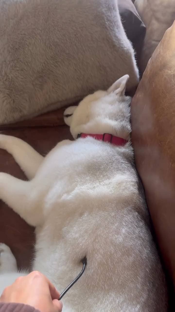 Poster for A puppy that needs to be charged.