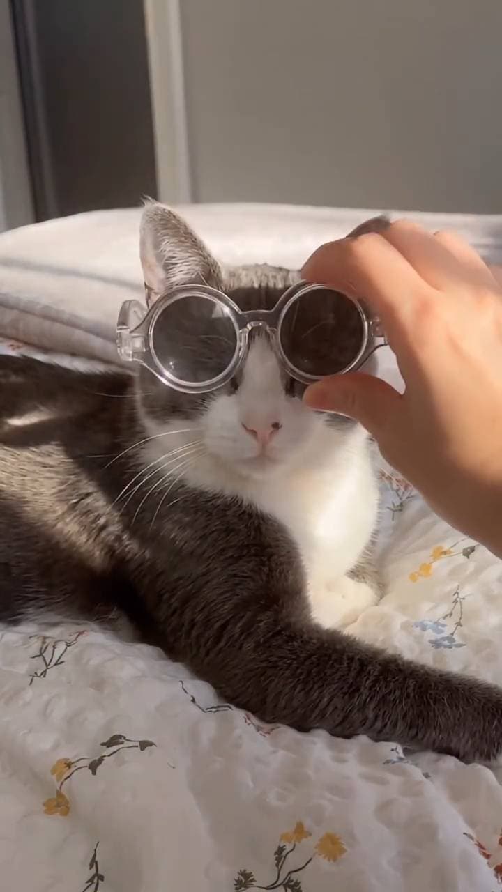 Poster for Tiny Sunglasses on Cat