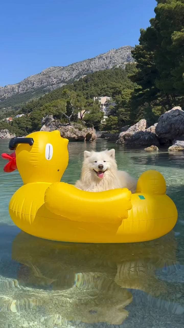 Poster for A happy dog on a duck.