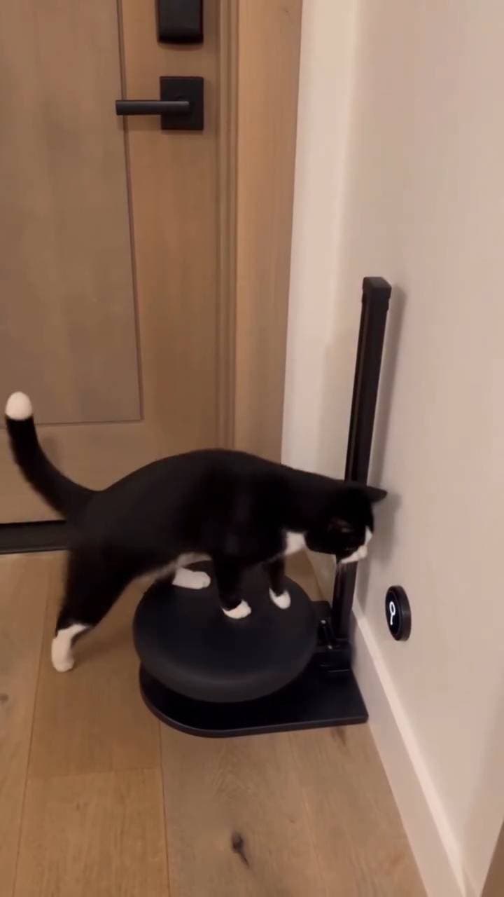 Poster for The kitten opens the door.
