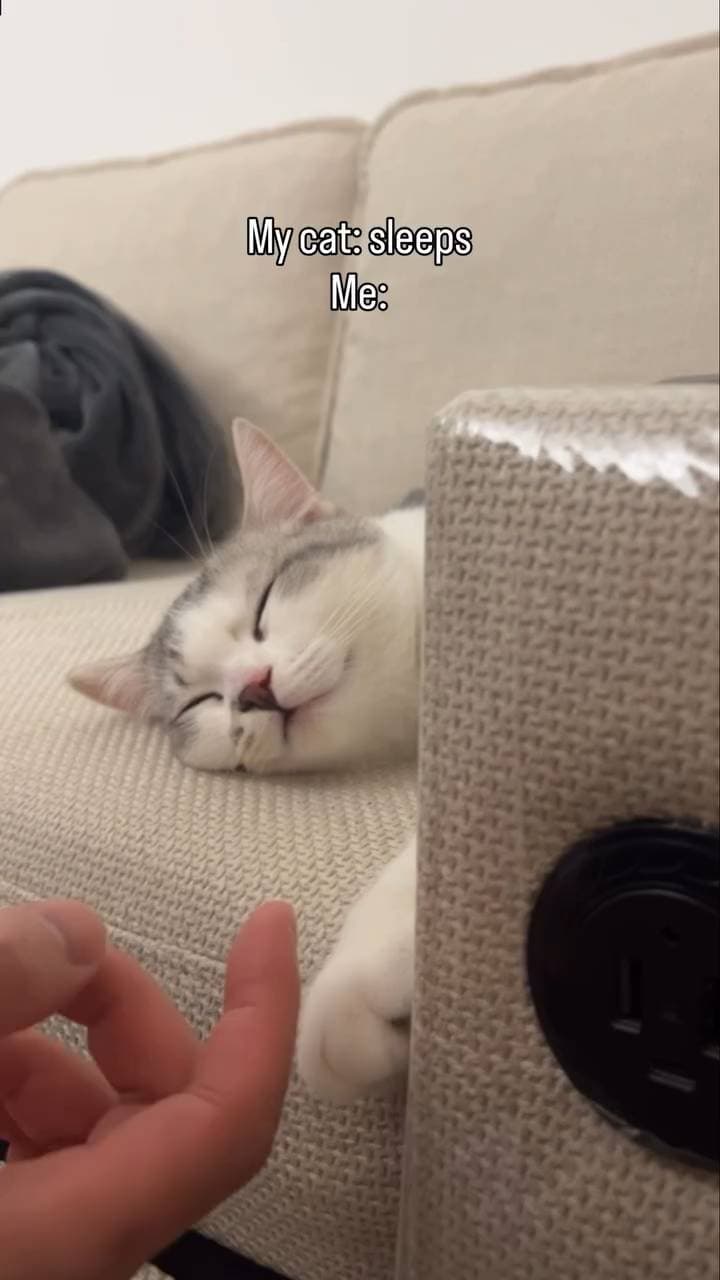 Poster for After the little kitten falls asleep.