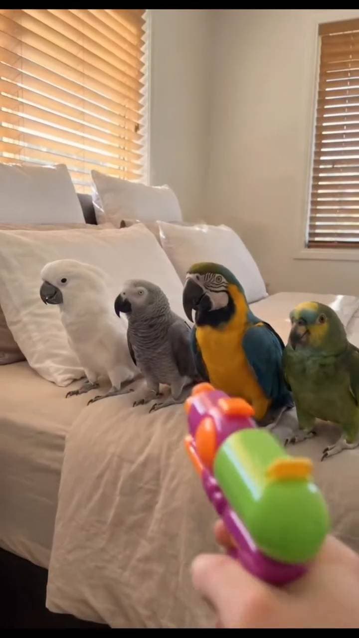 Poster for How does a parrot react when it gets hit