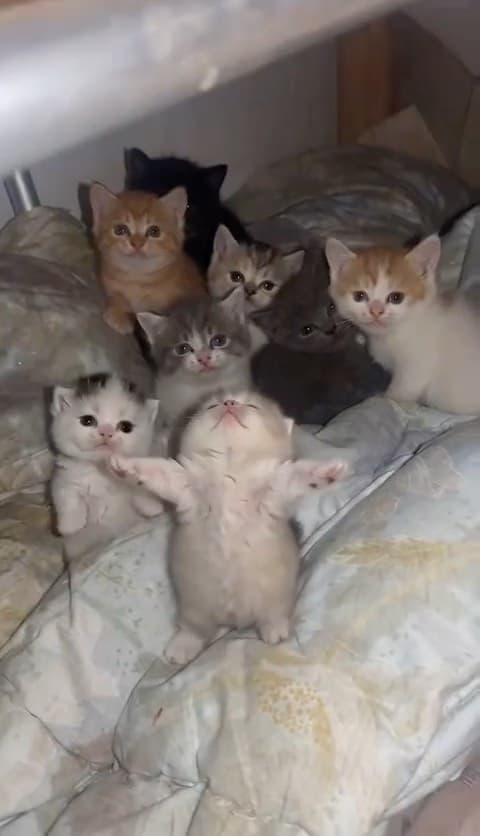 Poster for dance meow