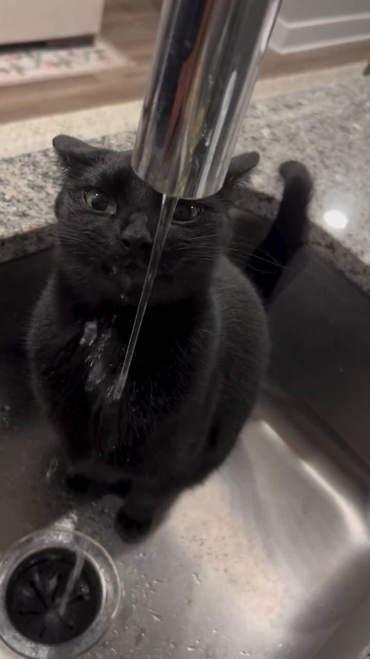 Poster for When a kitten drinks water, it looks the most wealthy.