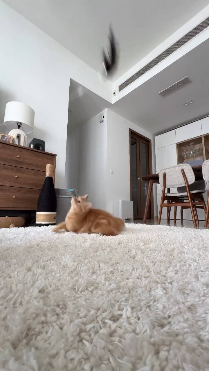 Poster for Play with the cat teaser like this.